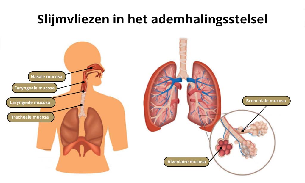 Slijmvliezen in het ademhalingsstelsel. 
